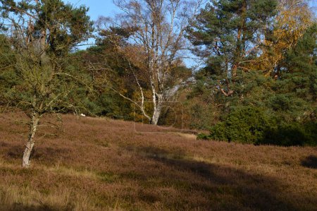 Landscape in the Heath Tietlinger Heide, Walsrode, Lower Saxony
