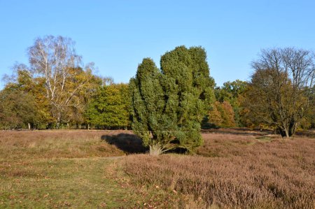 Landscape in the Heath Tietlinger Heide, Walsrode, Lower Saxony