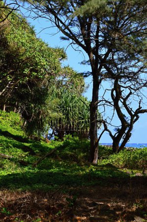 Landscape at the Pacific, Kohala Coast on Big Island, Hawaii
