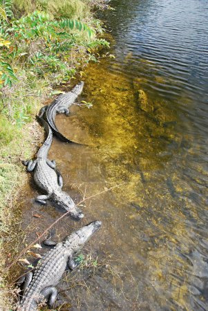 Alligatoren im Everglades Nationalpark, Florida