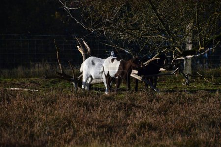 Moutons dans la bruyère Tietlinger Heide, Walsrode, Basse-Saxe