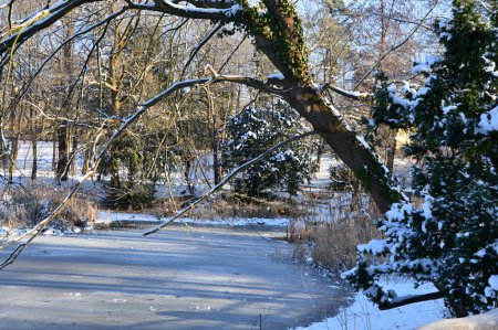 Paysage en hiver au lac Herthasee dans le quartier Grunewald à Berlin, la capitale de l'Allemagne