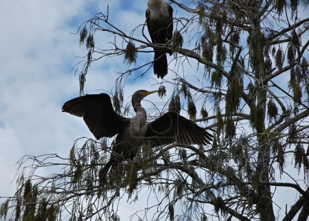 Anhinga Bird en el Parque Nacional Everglades, Florida