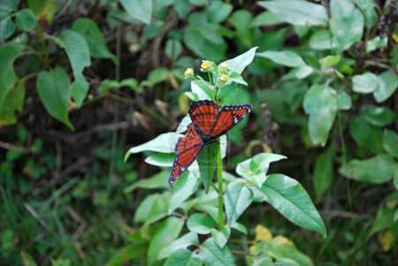 Mariposa en el Parque Nacional Everglades, Florida