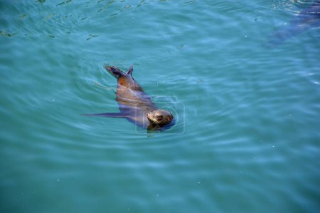 Seeotter im Pazifik in der Stadt Monterey, Kalifornien
