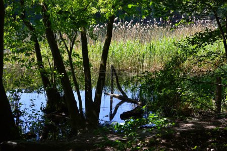 Paisaje en primavera en el lago Krumme Lanke en el bosque Grunewald en Berlín, la capital de Alemania