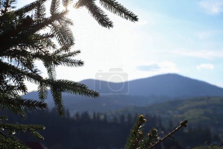 in the foreground are spruce branches with small green needles and a ray of the sun breaks through them close-up and mountains in the background. for postcards flyers advertising banners magazines and more