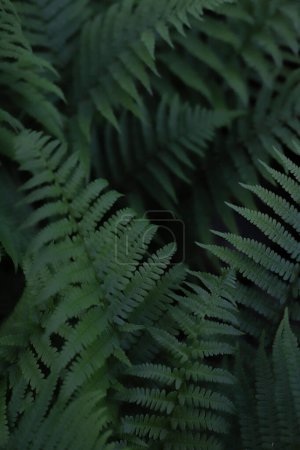 Photo for Perennial widespread beautiful on the planet green fern plant. for cards, covers, screensavers, stickers, banners, notepads, advertisements, etc. - Royalty Free Image