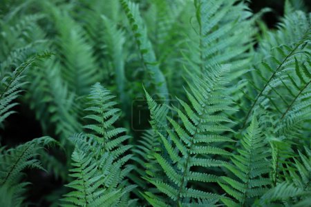 Photo for Perennial widespread beautiful on the planet green fern plant. for cards, covers, screensavers, stickers, banners, notepads, advertisements, etc. - Royalty Free Image