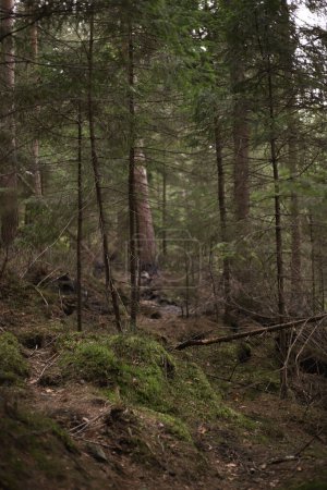 dense spruce wild forest. ecology