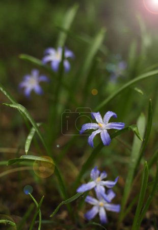 la nature. petites fleurs violet-blanc poussent dans l'herbe