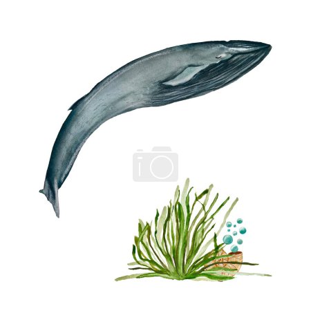 Foto de Whale shell seaweed sea ocean sketch. A watercolor isolated illustration. Hand drawn. On white background. Picture for design, home, fabrics, prints, textile, cards, invitations, banner, accessories. - Imagen libre de derechos