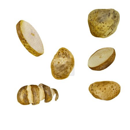 Photo for Potato half whole slice set a watercolor illustration. Hand drawn texture. Isolated white background. For to use in design, fabrics, prints, textile, cards, invitations, banners, coupons, vouchers. - Royalty Free Image