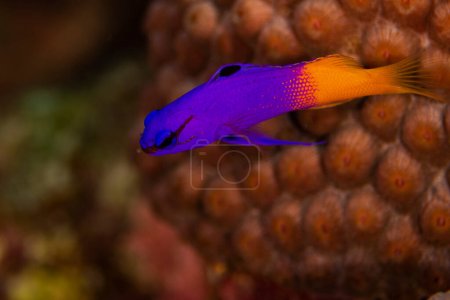 Photo for A fairy basslet, or a royal gramma, cruises the reef in Bonaire, The Netherlands. Scientific name is gramma loreto. - Royalty Free Image