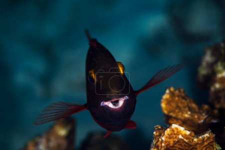 Foto de Un pez loro semáforo cruza el arrecife en Bonaire, Países Bajos. - Imagen libre de derechos