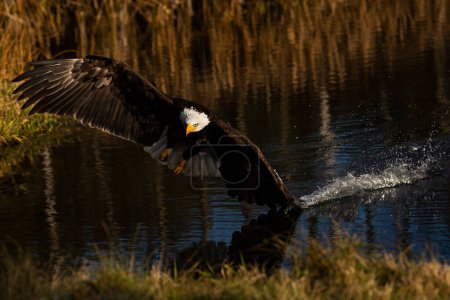 Photo of a trained bald eagle in flight over a pond. No property release