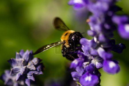 Foto de Una abeja carpintera, xilocopa, alimentándose a través de flores silvestres púrpuras. - Imagen libre de derechos