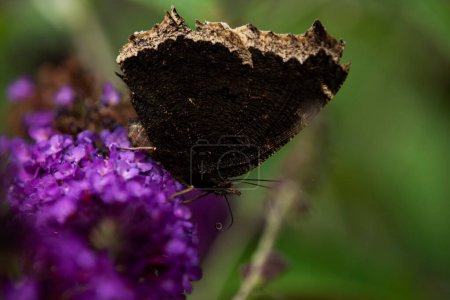 Téléchargez les photos : Un manteau de deuil Un papillon qui se nourrit d'une fleur sauvage violette. Nymphalis antiopa - en image libre de droit