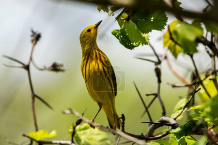 Photo for A male yellow warbler foraging for food. Setophaga petechia - Royalty Free Image