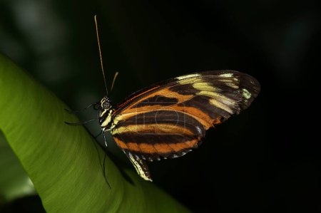Photo for A Tiger Longwing, (Golden Helicon), Heliconius hecale, butterfly of the family Nymphalidae. - Royalty Free Image