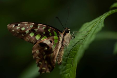 Foto de Una mariposa de la mermelada colgando de una hoja. - Imagen libre de derechos