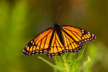 Foto de Una mariposa monarca (Danaus plexippus) posada sobre una planta silvestre. - Imagen libre de derechos