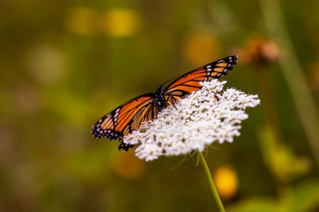 Foto de Una mariposa monarca (Danaus plexippus) encaramado en una flor silvestre. - Imagen libre de derechos