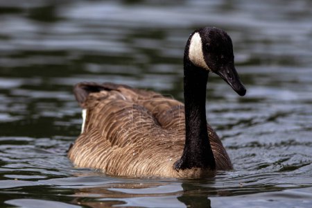 Photo for A Canada Goose floats peacefully on a pond. Branta canadensis. - Royalty Free Image