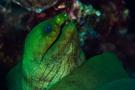 Photo for A green moray eel in the wild on the reef at Pink Beach in Bonaire, Netherlands. Scientific name, Gymnothorax funebris. - Royalty Free Image