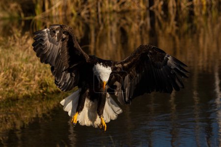 Foto de A trained bald eagle in flight, Haliaeetus leucocephalus. - Imagen libre de derechos