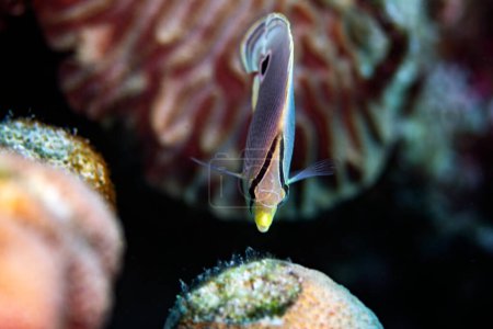 Foto de A foureye butterflyfish, Chaetodon capistratus, on the reef in Bonaire, Países Bajos. - Imagen libre de derechos