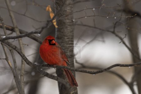 Téléchargez les photos : Un cardinal rouge mâle perché sur une branche Cardinalis cardinalis - en image libre de droit