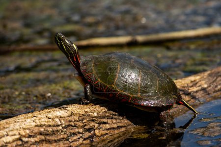 Foto de Una tortuga pintada absorbe el sol en un estanque. Chrysemys picta - Imagen libre de derechos