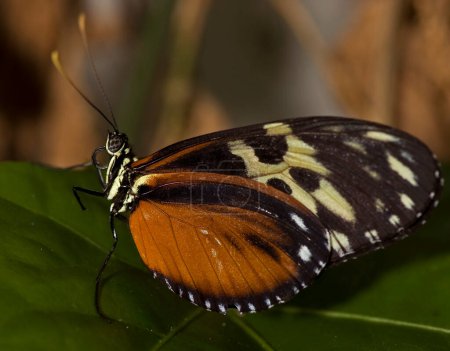 Foto de Macro foto de una mariposa tigre de alas largas, Heliconius hecale. - Imagen libre de derechos