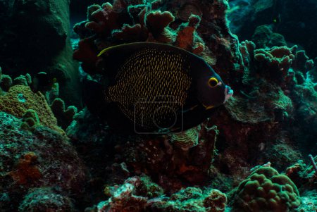 Photo for A French Angelfish cruises the reef in Bonaire, Netherlands. The scientific name is Pomacanthus paru. - Royalty Free Image