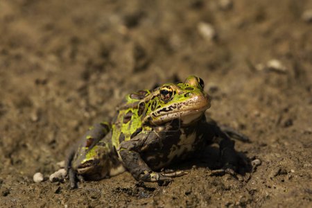 Photo for A green frog sunning itself in a mudbed. Rana clamitans - Royalty Free Image