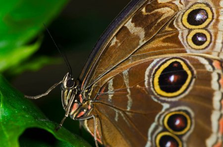 Photo for Blue morpho butterfly, Morpho peleides. - Royalty Free Image