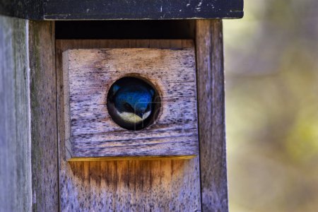 Photo for A nesting Tree Swallow, Tachycineta bicolor, pokes his head out from the bird box. - Royalty Free Image