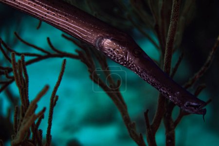 Photo for An Atlantic trumpetfish prowling the reef in Bonaire, Netherlands. Scientific name is Aulostomus maculatus. - Royalty Free Image