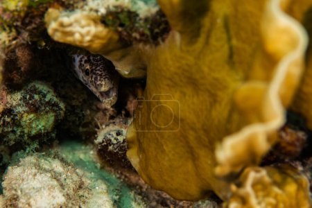 Téléchargez les photos : Une petite murène tachetée sort sa tête de sa cachette dans le récif de Bonaire, Pays-Bas. - en image libre de droit