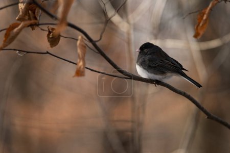 Photo for A male Dark-eyed Junco perched on a branch. Junco hyemalis - Royalty Free Image