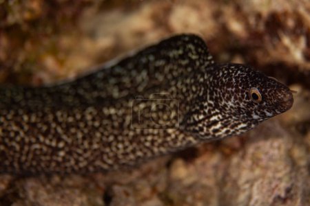 Photo for A spotted moray eel hanging out on the reef in Bonaire, Netherlands. - Royalty Free Image