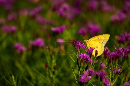 Foto de Una mariposa de azufre naranja, también conocida como mariposa de alfalfa, nombre científico, colias euritema. - Imagen libre de derechos