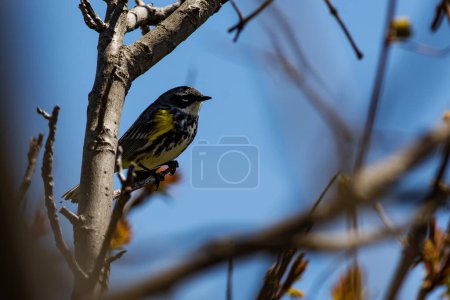 Photo for A Yellow-rumped Warbler perches in the trees. Setophaga coronata - Royalty Free Image