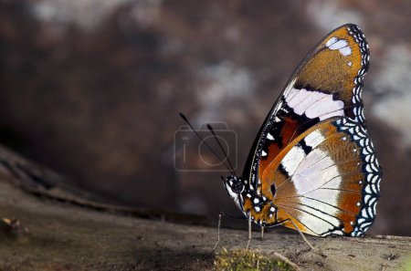 Photo for A Plain Tiger Butterfly of the Nymphalidae family, found throughout Malaysia, Africa and Australia. - Royalty Free Image