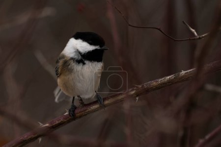 Photo for A black-capped chickadee perched on a branch. Poecile atricapillus - Royalty Free Image