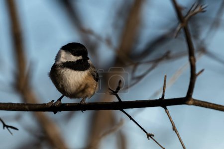 Photo for A black-capped chickadee perched on a branch. - Royalty Free Image