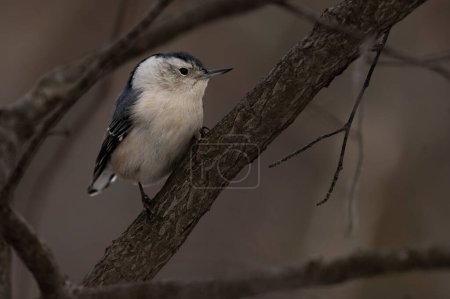 Photo for A white-breasted nuthatch perched on a branch. Sitta carolinensis - Royalty Free Image