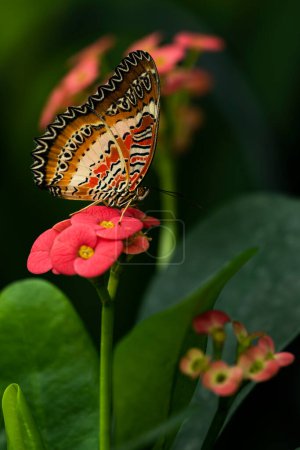 Foto de Una Mariposa Lactante Roja sobre una flor. Cethosia biblis - Imagen libre de derechos
