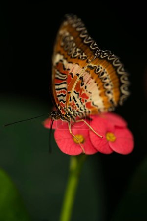 Foto de A Red Lacewing Butterfly explorando una flor. Cethosia biblis - Imagen libre de derechos